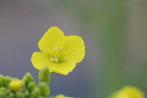 白菜　其の弐