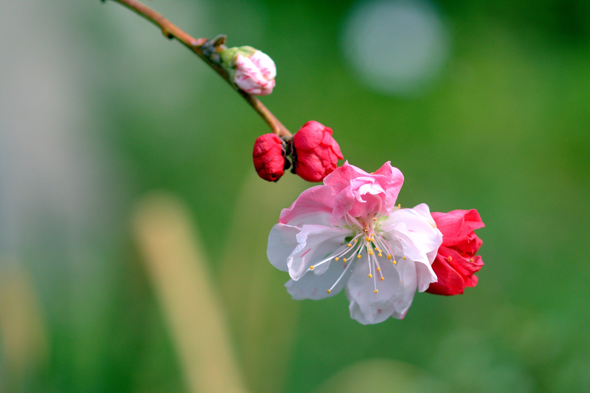 鉢植えの源平梅
