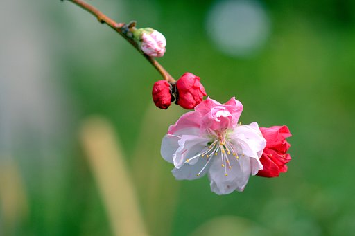 鉢植えの源平梅