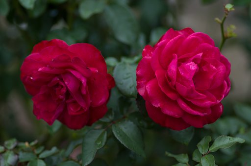 PENTAX-D FA MACRO 100mm F2.8
