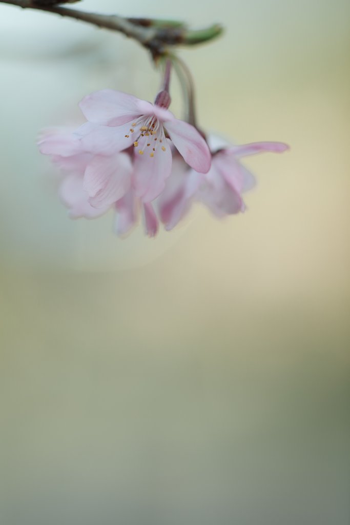 春の色Ⅱ