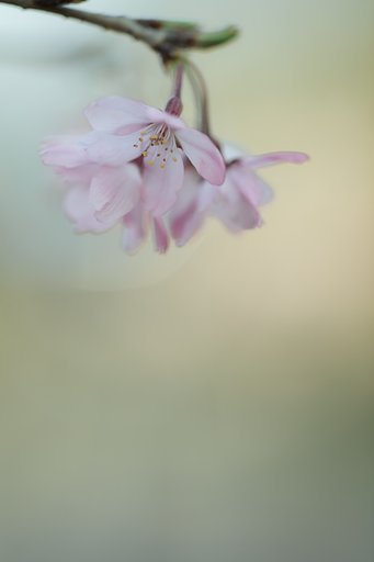 春の色Ⅱ
