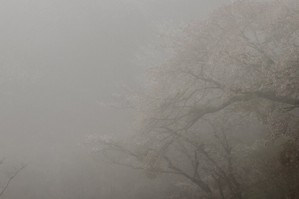 雨の吉野
