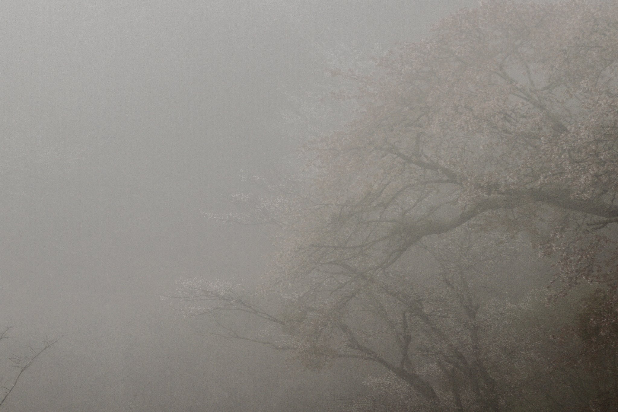 雨の吉野