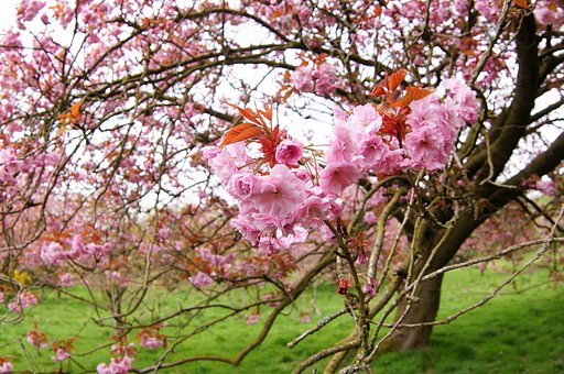 【美の国】日英の華
