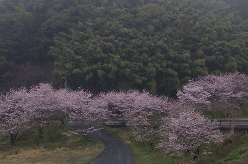 開花