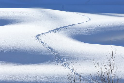 獣道のウエーブ