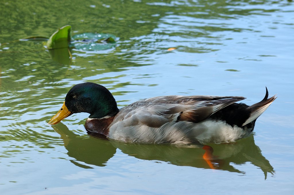 蓮花寺池公園にて（２）
