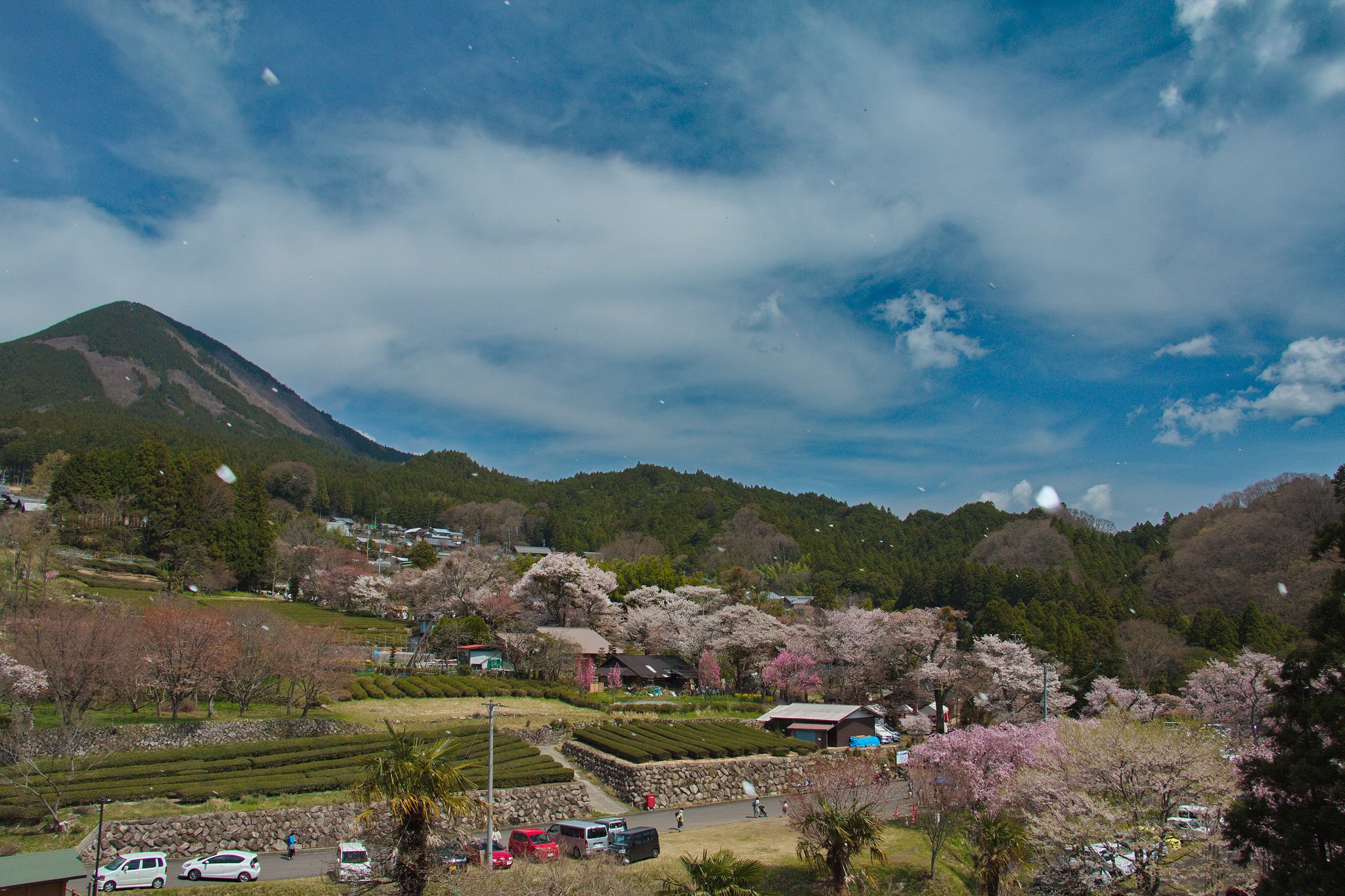 三多気の桜　全貌