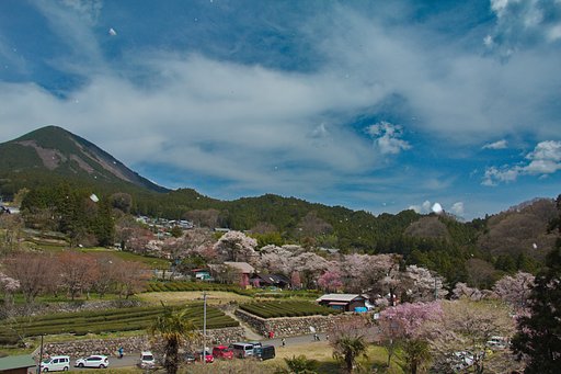 三多気の桜　全貌
