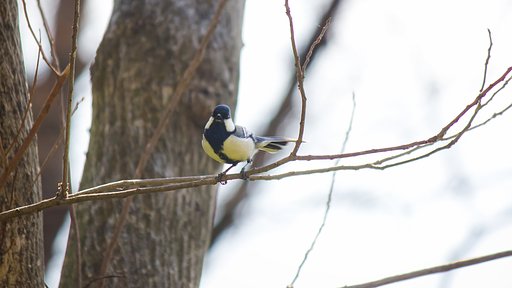 こっちこっち！と啼くシジュウカラ 