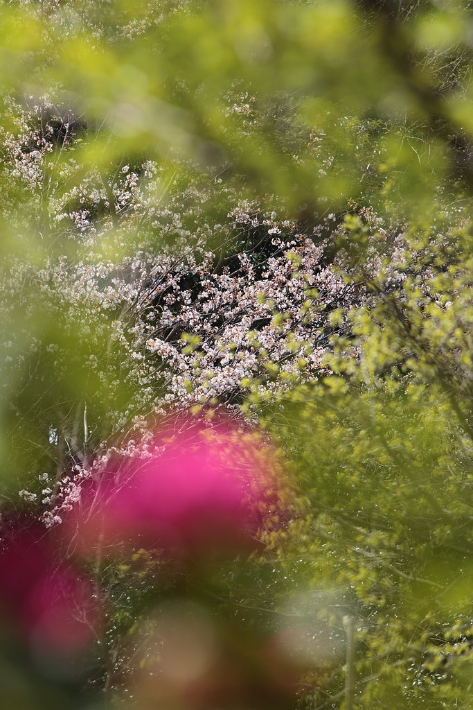 山桜健在