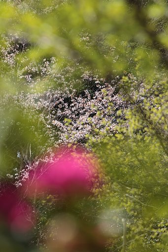 山桜健在