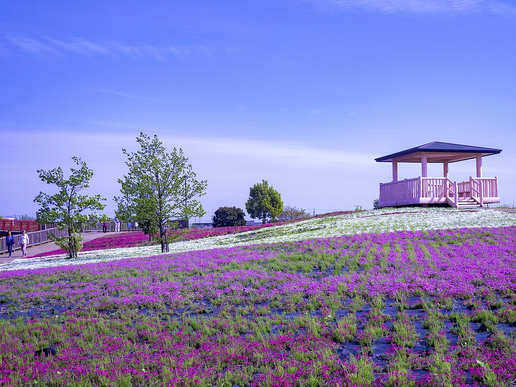 【美の国】芝桜