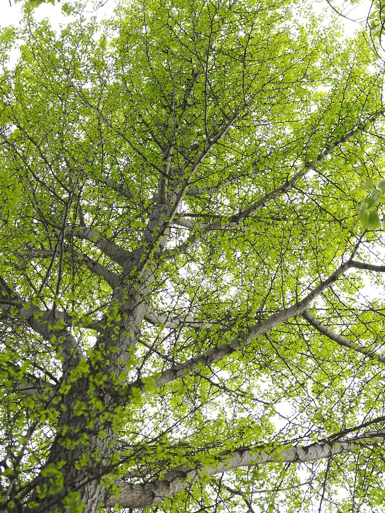 「LET IT GREEN」2017V1