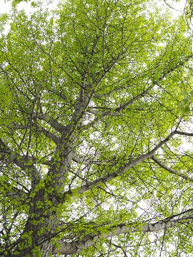「LET IT GREEN」2017V1