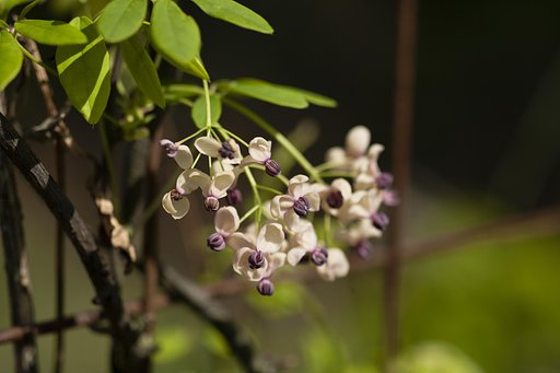 アケビ雄花。
