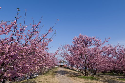 河津桜