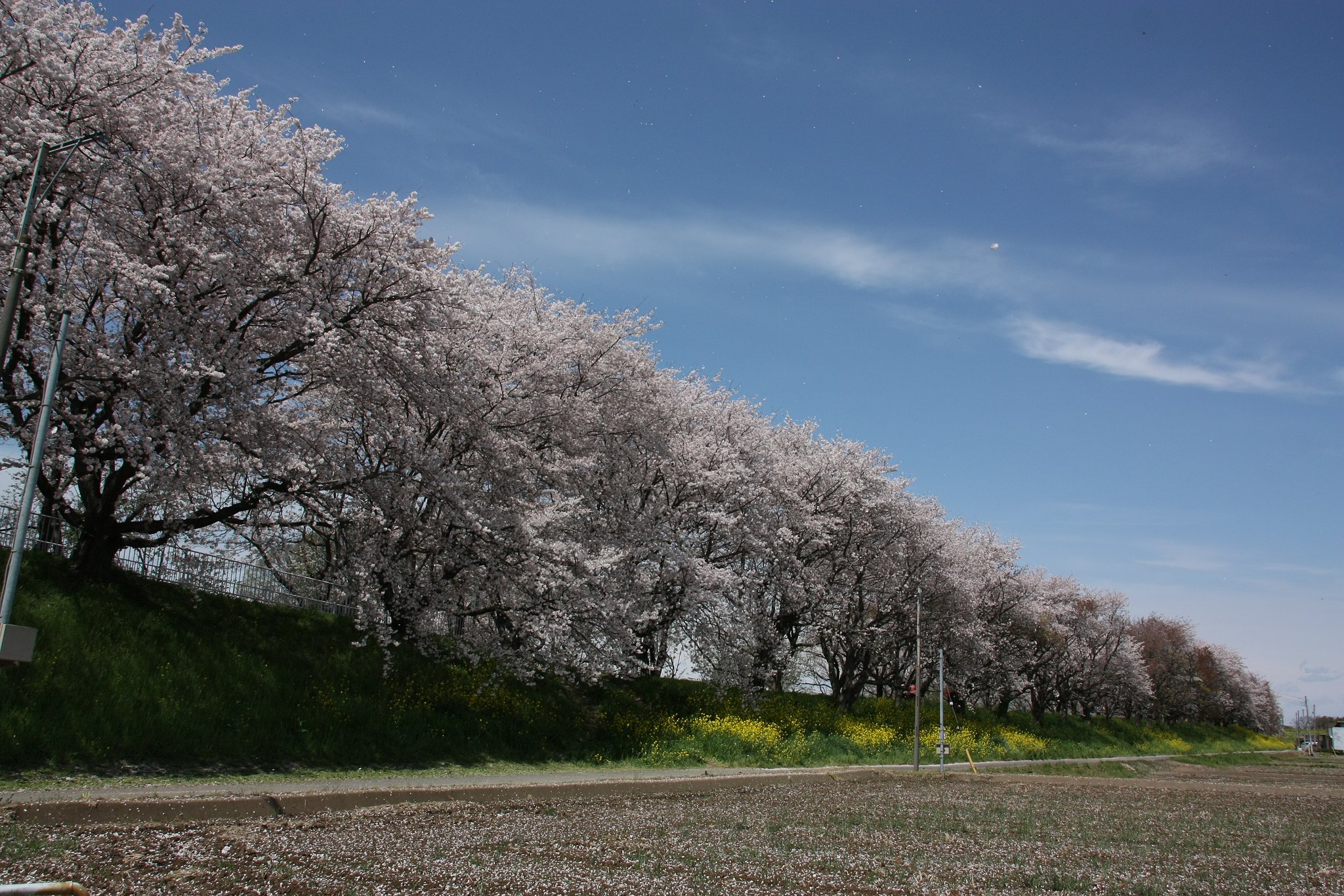 散りはじめた桜