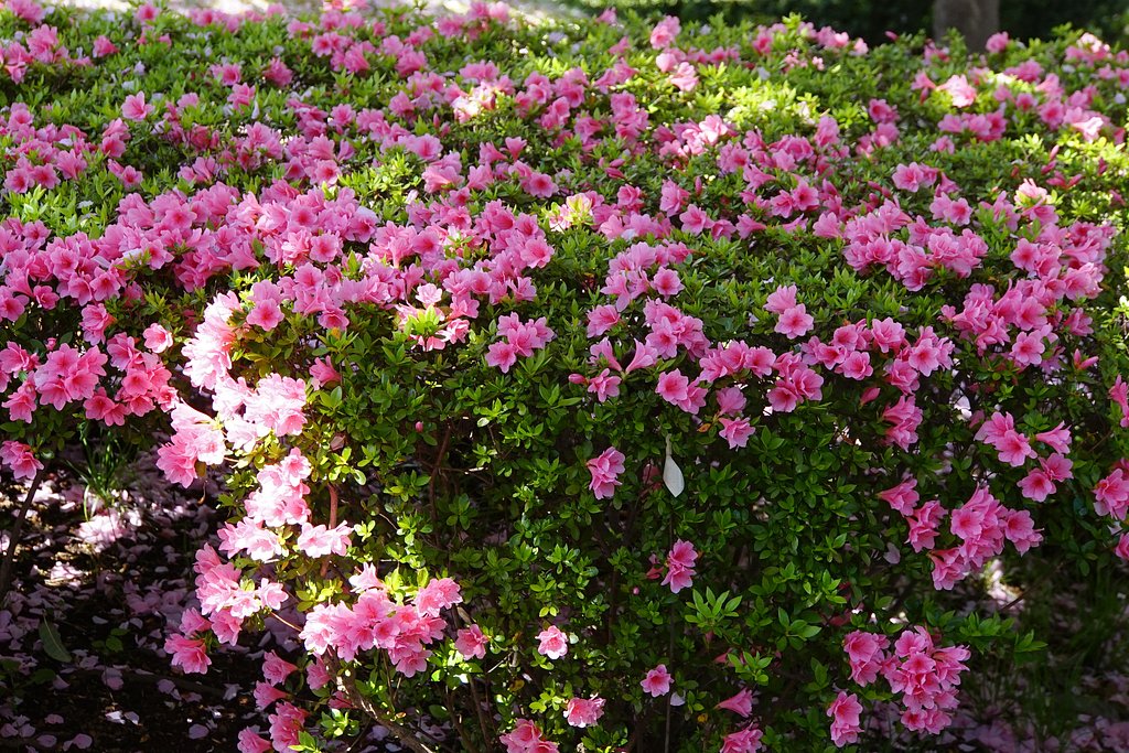 ピンクの花園