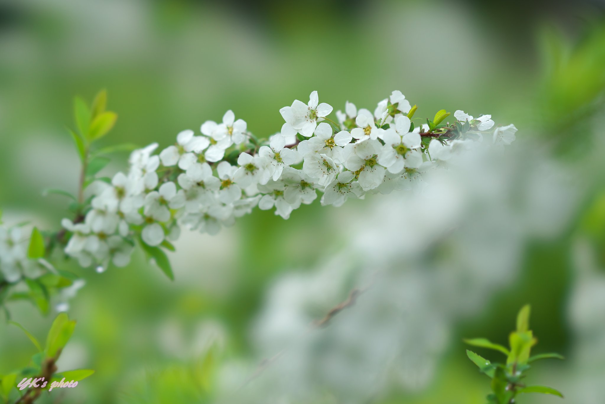 FE100mm F2.8 STF GM OSS
