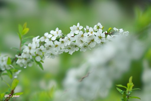 FE100mm F2.8 STF GM OSS