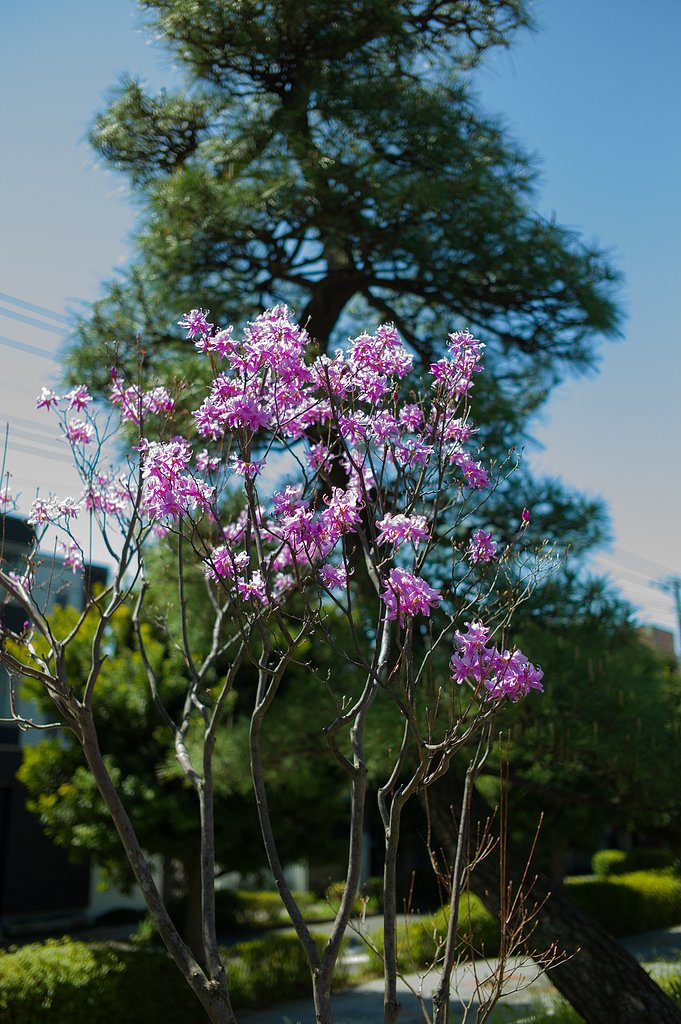 SUMMICRON-M 35mm F2 ASPH