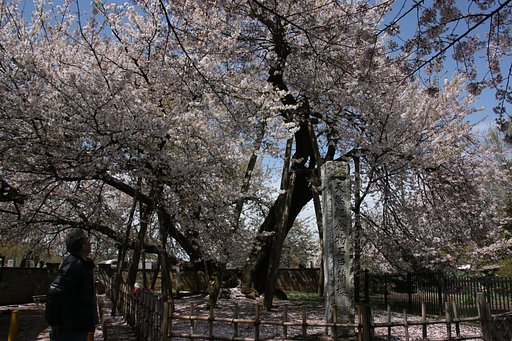 石戸蒲桜