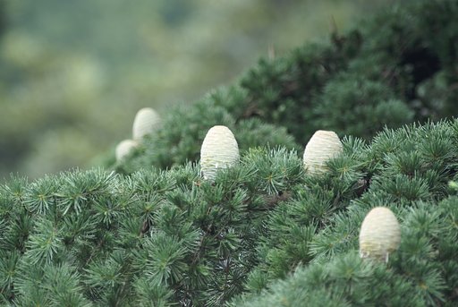 SIGMA 300mm F4 APO MACRO