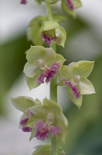 PENTAX-D FA MACRO 100mm F2.8