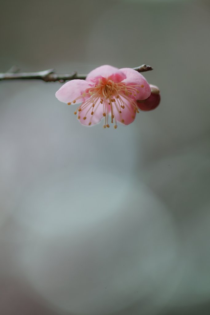 紅梅