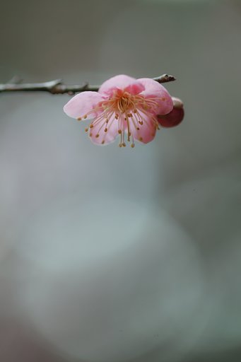 紅梅