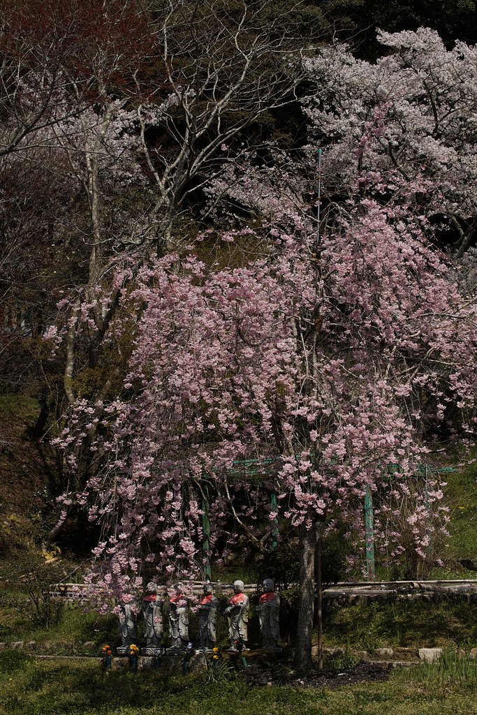 枝垂れ桜と六地蔵