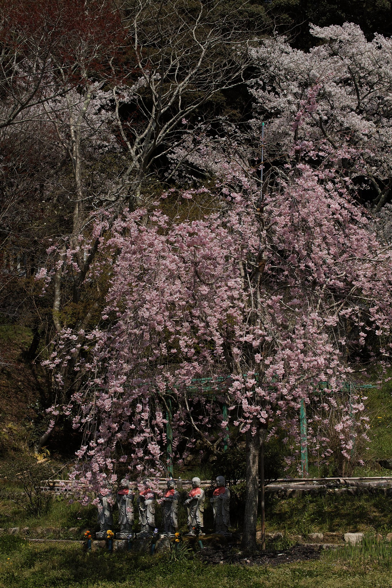 枝垂れ桜と六地蔵