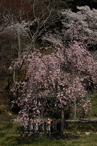 枝垂れ桜と六地蔵