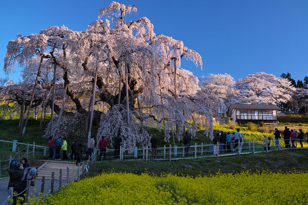 三春の滝桜