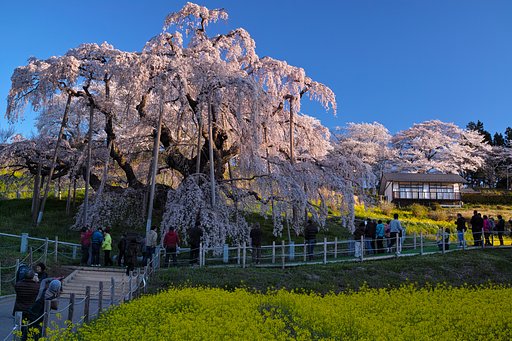 三春の滝桜