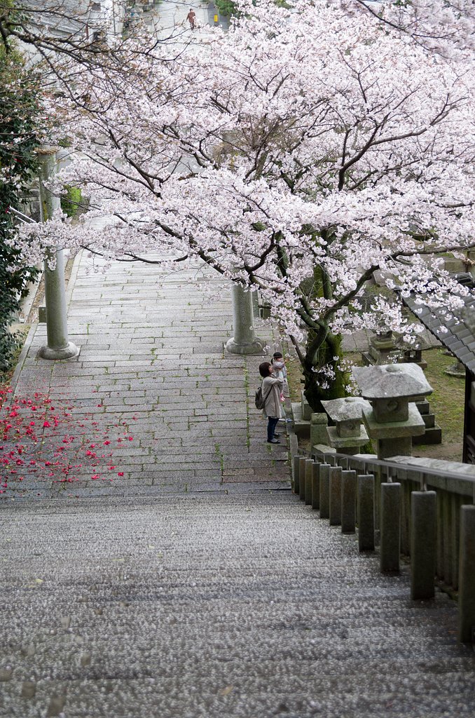 参道の桜