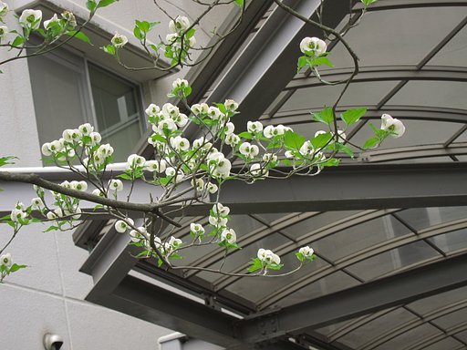 ？の木の花