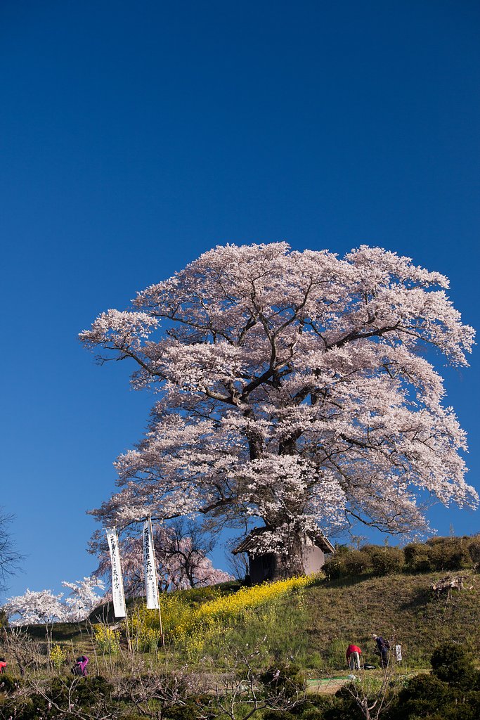 七草木天神桜
