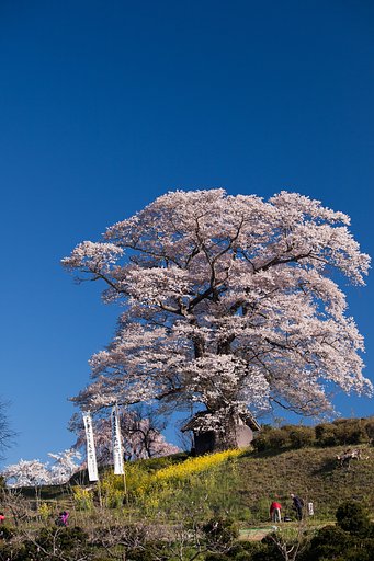 七草木天神桜