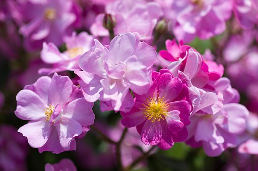 SIGMA MACRO 70mm F2.8