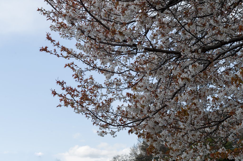 【美の国】山桜