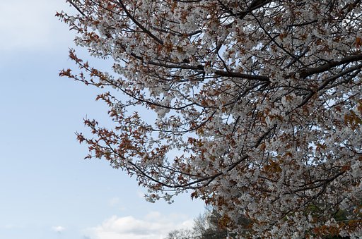 【美の国】山桜