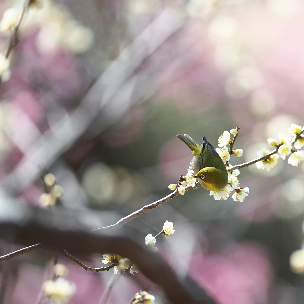 EF300 F2.8L IS 