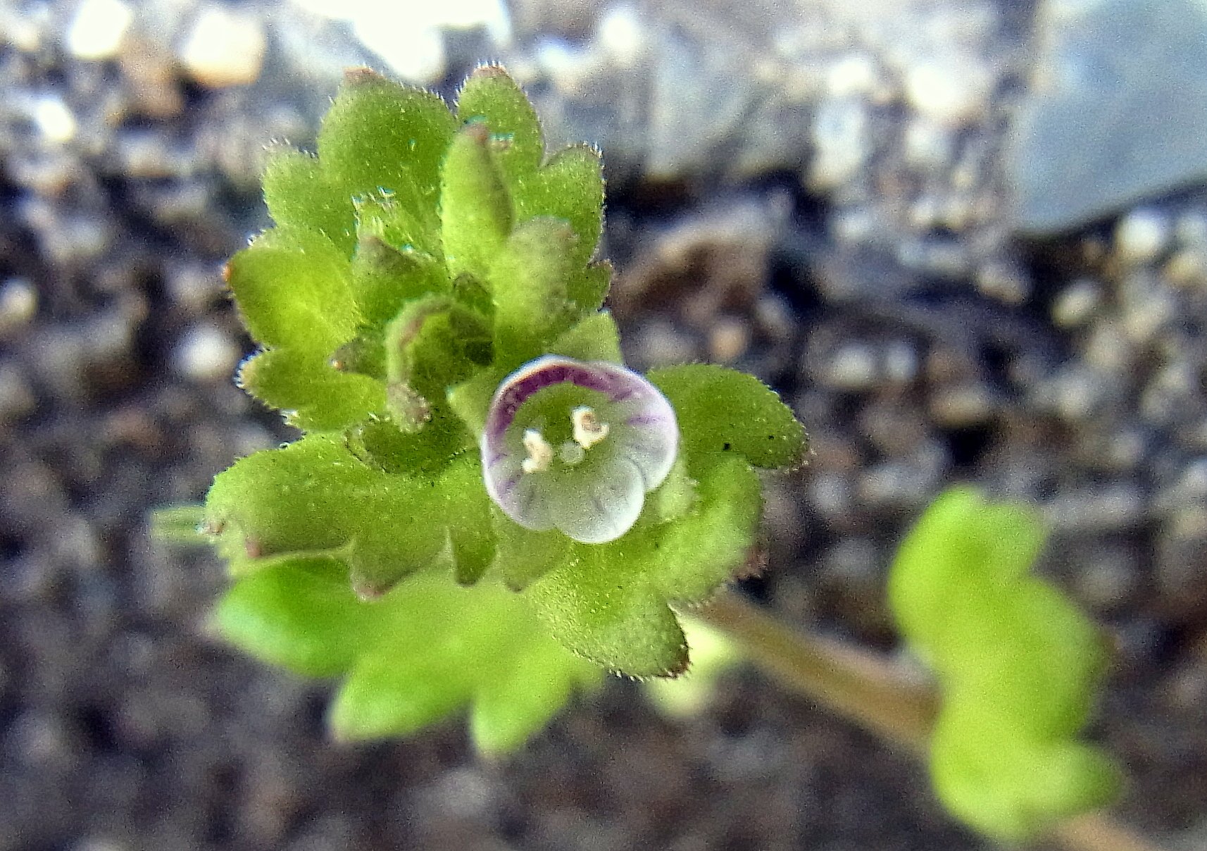昔畑の雑草も希少種に