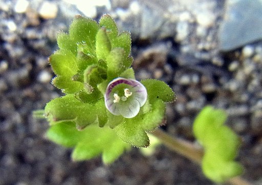昔畑の雑草も希少種に