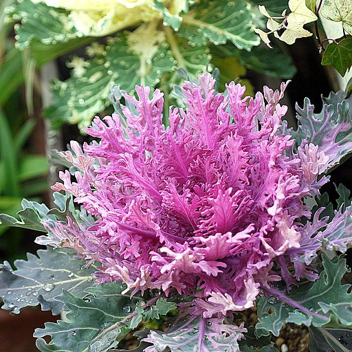 花キャベツ