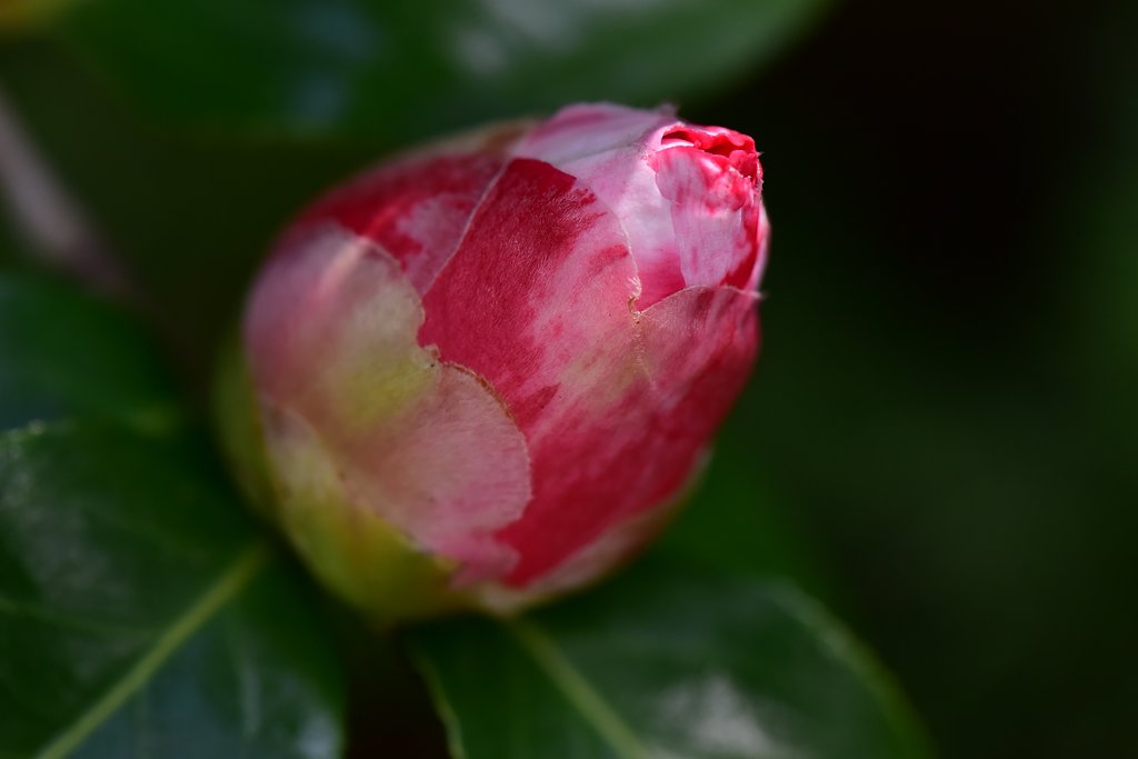 蕾