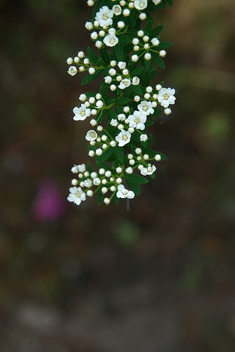 何の花か知らず